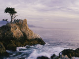 Lone Cypress Tree on a Rocky Point Near Pebble Beach