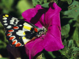 A Butterfly Lands on a Pink Flower