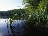 Marsh and Grasses  Jasmund National Park  Germany