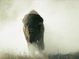 Bison Kicking up Dust