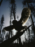 A Great Gray Owl  Five or Six Weeks Old  Spreads His Wings Wide