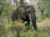 African Elephant in the Bush