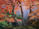 Tree Branches of a Bonsai Japanese Maple Tree (Acer Palmatum)