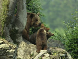 Brown Bear with Cubs  Bayerischer Wald National Park  Germany
