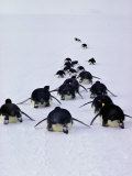 Emperor Penguins  Aptenodytes Forsteri  Tobogan on Their Bellies