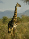 A Giraffe in the Wild