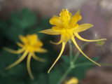 A Close View of a Yellow Columbine Flower