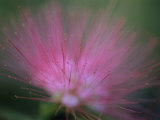 A Close View of a Delicate Wildflower
