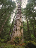 A Large Totem Pole Stands Amid Tall Trees in a Mossy Forest