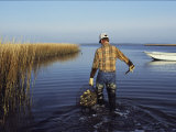 A Clam Digger Carries His Haul Through Chincoteague Island Marshes