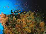 Anthias and Other Fish Swim Near a Reef Wall Covered with Soft Coral