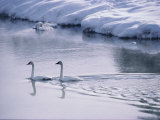 Serene Adult Trumpeter Swans Sail the Snow-Banked Madison River