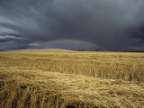Storm Clouds and a Rainbow over a Manitoba Wheat Field