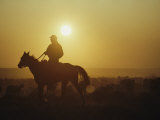 A Rancher Rounds up Sheep on a Wyoming Farm