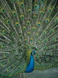 A Male Peacock Spreads His Beautiful Tail Plumage