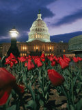 Twilight View of the US Capitol with Red Tulips in the Foreground