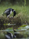 A Loon Raises Itself to Turn its Eggs with its Beak While Incubating