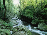 View of Roaring Fork Creek
