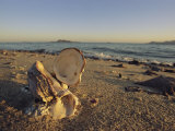 An Open Mollusk Shell on a Beach in Mexico