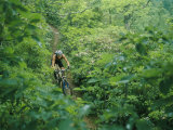 Mountain Biker on Single Track Trail Through Rhododendron