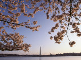 Cherry Blossoms Frame a View of the Washington Monument