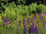 A Field of Ferns  Lupines and Other Wildflowers