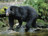 A Black Bear  Ursus Americanus  Walks Along a Rocky Bank