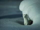 A Long-Tailed Weasel Stands Alertly Beneath a Snowbank