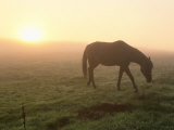 A Horse Grazes in a Field in Umbria