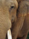 A Close View of the Face of an Elephant