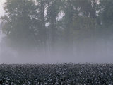 Morning Mist over a North Carolina Cotton Field