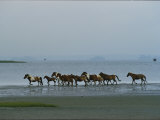 Wild Chincoteague Ponies Run Through the Assateague Island Surf
