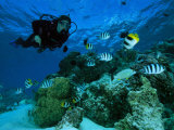 Diver Swimming with Butterfly Fish and Scissor-Tail Sergeants