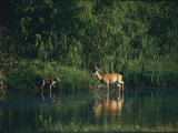 White-Tailed Deer Enjoy Year-Round Asylum at the Aransas Refuge in Coastal Texas
