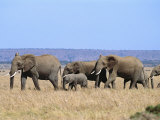 A Group of African Elephants