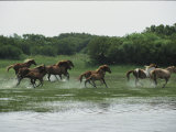 A Herd of Chincoteague Ponies Thunder Through the Assateague Marshes