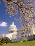 A View of a Cherry Tree in Bloom and the West Face of the Capitol Building