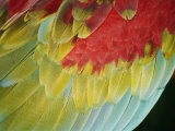 A Close View of the Wing of a Macaw