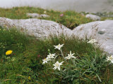 Edelweiss Flowers Blooming Among Rocks