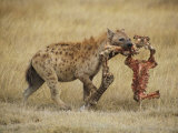A Spotted Hyena Carries a Piece from a Zebra Carcass