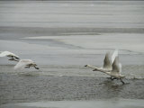 Swans Run Across the Waters Surface as They Prepare for Flight
