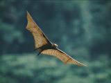 A Golden-Crowned Flying Fox in Flight