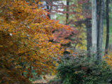 Japanese Maple Trees
