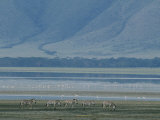 Zebras and Pink Flamingos  Ngorongoro Crater  Tanzania