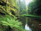 Woodland View with Ferns Along Stream