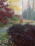 Japanese Maples