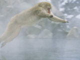 Japanese Macaques (Macaca Fuscata)  Leaping  Jigokudani  Japan