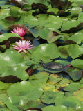 A Painted Turtle Rests on a Water Lily Pad Near Two Pink Flowers