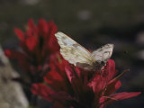 A Pieris Butterfly Perches on an Indian Paintbrush Flower