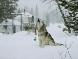 Gray Wolves  Canis Lupus  Surround the Dutchers Snowy Camp